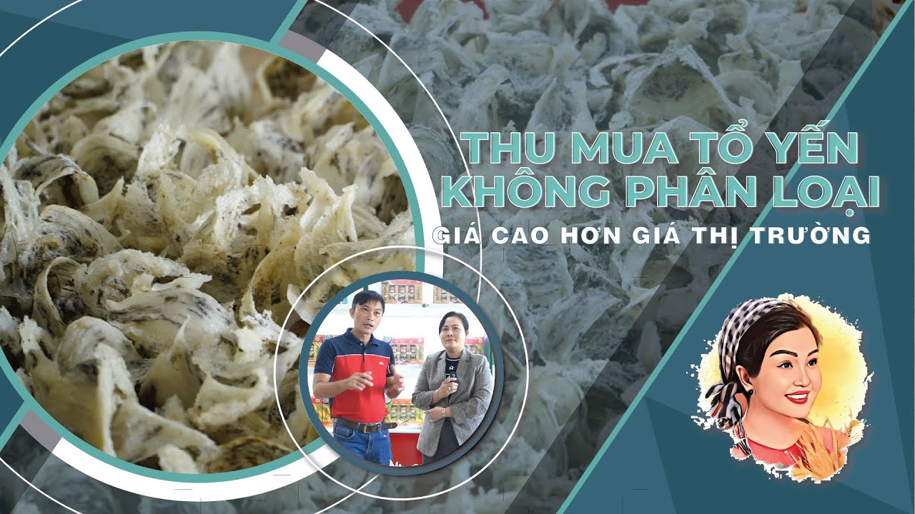 THU MUA TỔ YẾN GIÁ CAO - KHÔNG GIỚI HẠN SỐ LƯỢNG VÀ KHÔNG PHÂN LOẠI TỔ