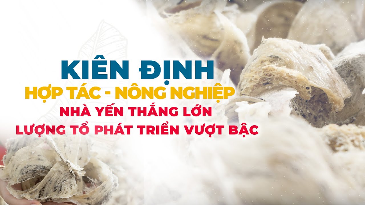 KIÊN ĐỊNH - HỢP TÁC NÔNG NGHIỆP - NHÀ YẾN THẮNG LỚN