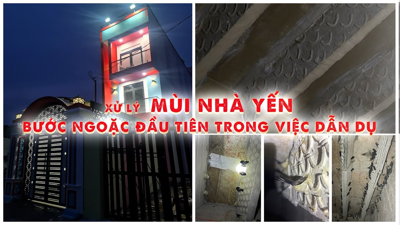 XỬ LÝ MÙI NHÀ YẾN - BƯỚC NGOẶC ĐẦU TIÊN TRONG VIỆC DẪN DỤ