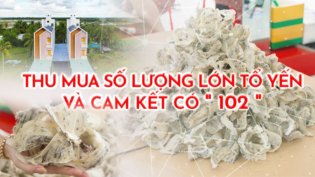 THU MUA TỔ YẾN SỐ LƯỢNG LỚN VÀ NHỮNG CAM KẾT CÓ "102"