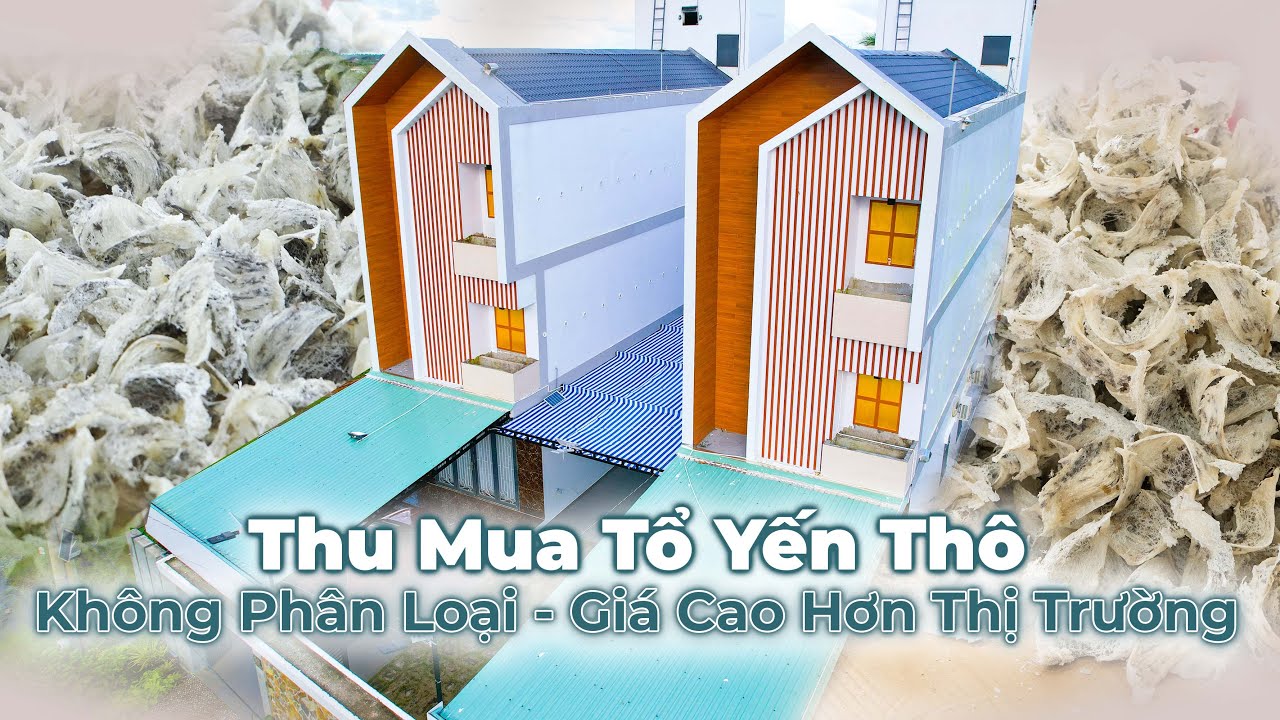 CƠ HỘI BÁN YẾN: TẠO THU NHẬP VÀ KHUYẾN KHÍCH PHÁT TRIỂN KINH TẾ