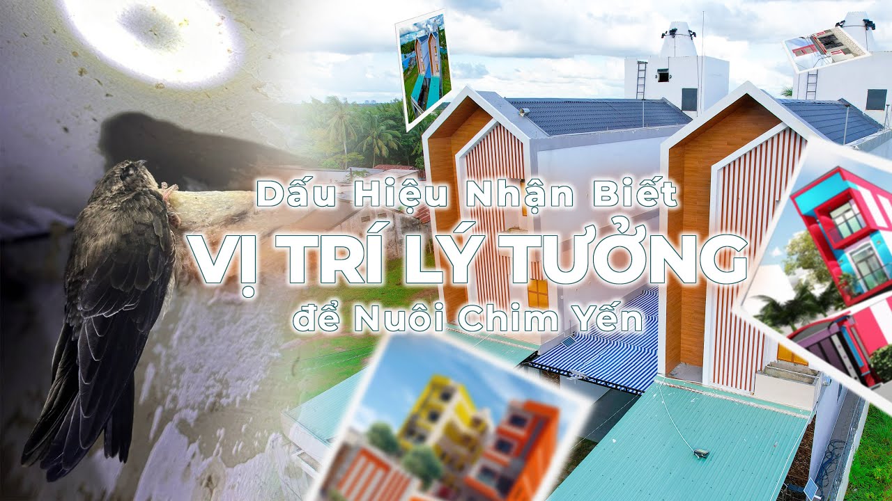 Dấu Hiệu Nhận Biết Vị Trí Lý Tưởng để Nuôi Chim Yến