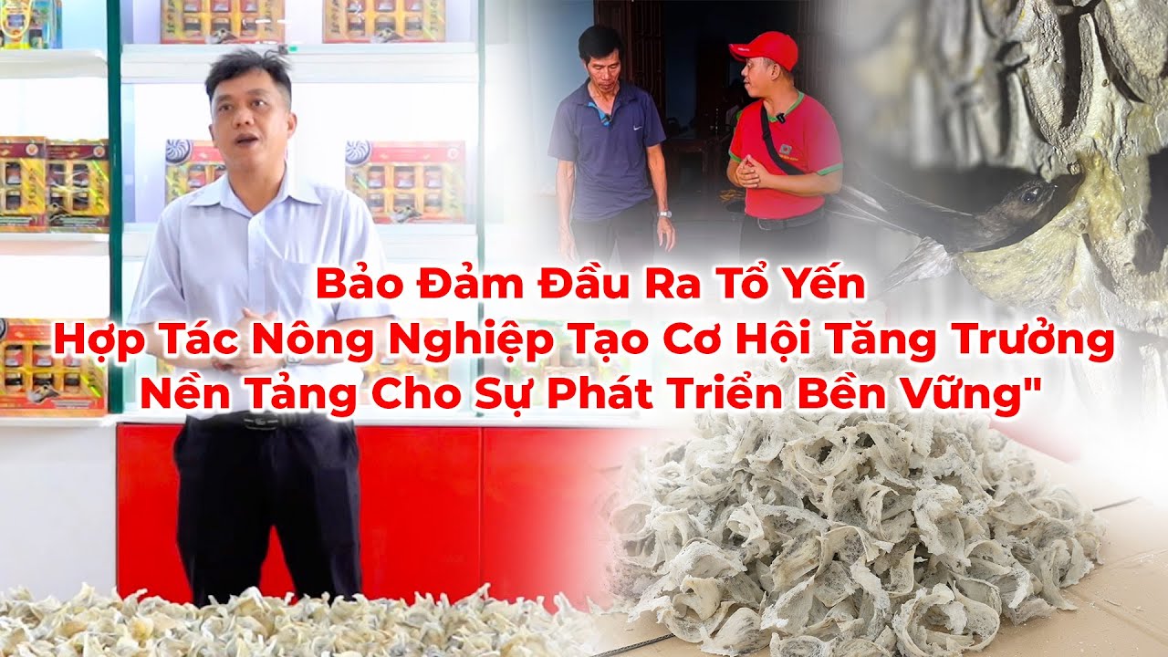 Thu Mua Tổ Yến Hợp Tác Nông Nghiệp Tạo Cơ Hội Tăng Trưởng Nền Tảng Cho Sự Phát Triển Bền Vững