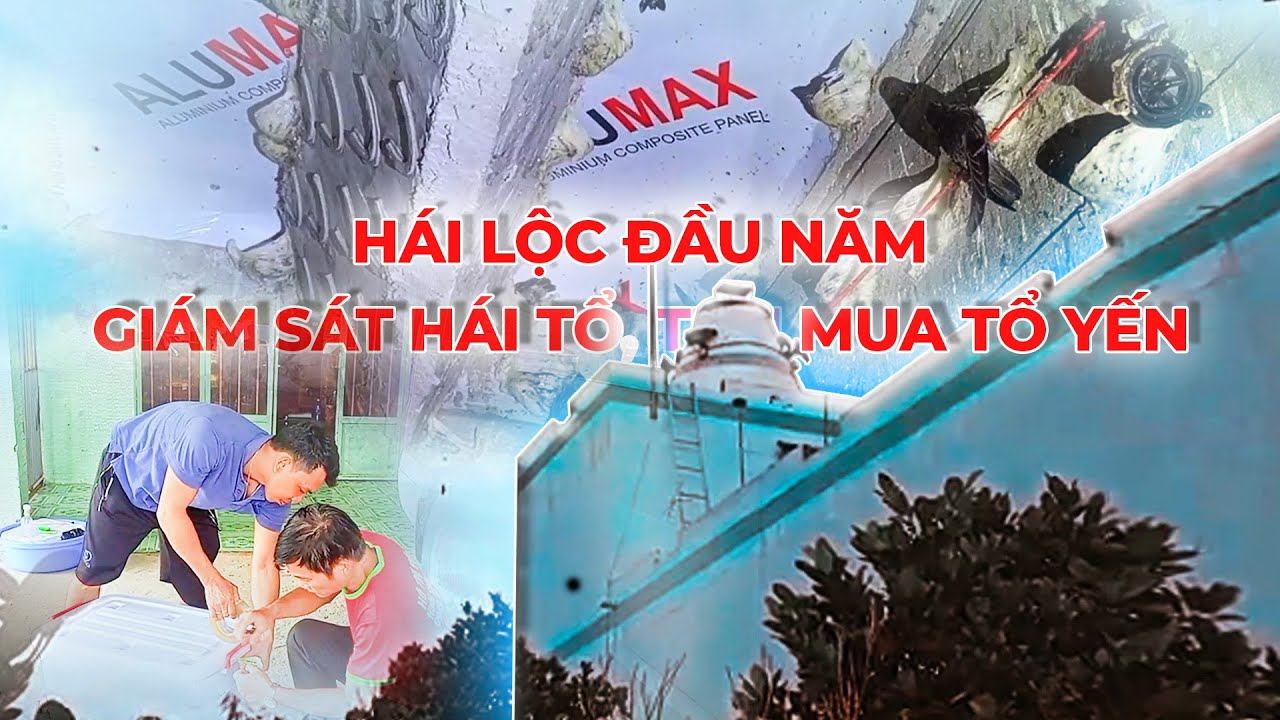 HÁI LỘC ĐẦU NĂM - GIÁM SÁT HÁI TỔ, THU MUA TỔ YẾN