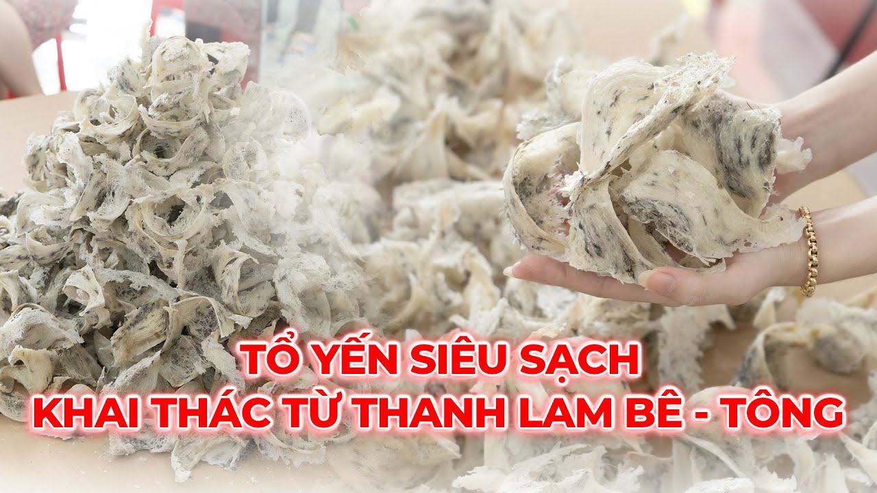 TỔ YẾN SIÊU SẠCH KHAI THÁC TỪ THANH LAM BÊ TÔNG