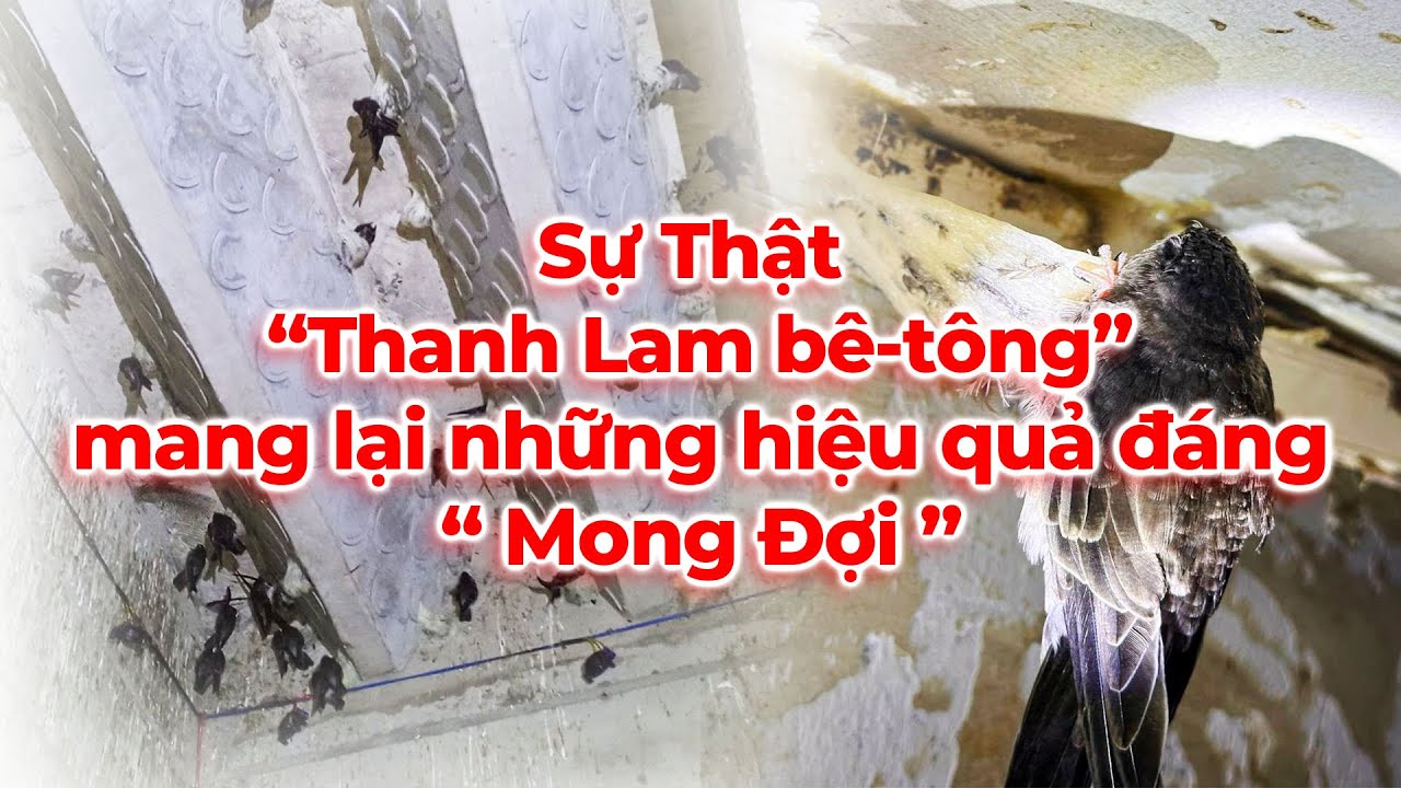 Sự Thật: THANH LAM BÊ - TÔNG mang lại những hiệu quả đáng MONG ĐỢI