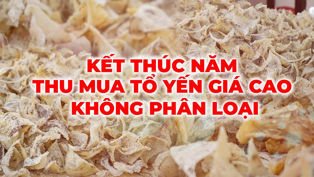 Kết Thúc Năm - Thu Mua Tổ Yến Giá Cao Không Phân Loại